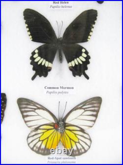 20 vrais papillons préparés comme murale vitrine entomologie taxidermie 45