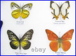 20 vrais papillons préparés comme murale vitrine entomologie taxidermie 45