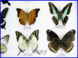 20 vrais papillons préparés comme murale vitrine entomologie taxidermie 45