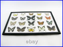 20 vrais papillons préparés comme murale vitrine entomologie taxidermie 45