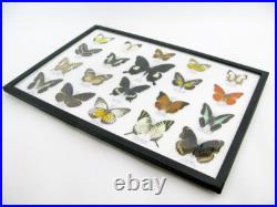 20 vrais papillons préparés comme murale vitrine entomologie taxidermie 45