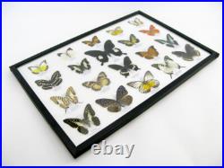20 vrais papillons préparés comme murale vitrine entomologie taxidermie 45