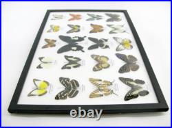 20 vrais papillons préparés comme murale vitrine entomologie taxidermie 45