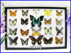 20 vrais papillons préparés comme murale vitrine taxidermie A-20-blumei-05