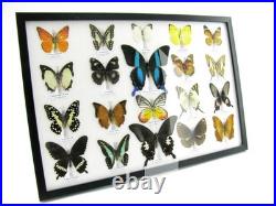 20 vrais papillons préparés comme murale vitrine taxidermie A-20-blumei-05