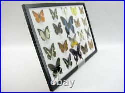 20 vrais papillons préparés comme murale vitrine taxidermie A-20-blumei-05