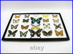 20 vrais papillons préparés comme murale vitrine taxidermie A-20-blumei-05