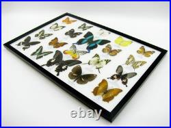 20 vrais papillons préparés comme murale vitrine taxidermie A-20-blumei-05