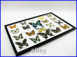 20 vrais papillons préparés comme murale vitrine taxidermie A-20-blumei-05