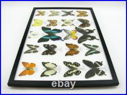 20 vrais papillons préparés comme murale vitrine taxidermie A-20-blumei-05 20 vrais papillons préparés comme murale vitrine taxidermie A-20-blumei-05