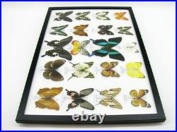 20 vrais papillons préparés comme murale vitrine taxidermie A-20-blumei-05