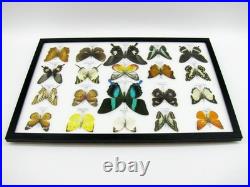 20 vrais papillons préparés comme murale vitrine taxidermie A-20-blumei-05