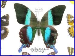 20 vrais papillons préparés comme murale vitrine taxidermie A-20-blumei-05 20 vrais papillons préparés comme murale vitrine taxidermie A-20-blumei-05