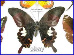 20 vrais papillons préparés comme murale vitrine taxidermie A-20-blumei-05