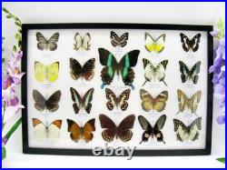 20 vrais papillons préparés comme murale vitrine taxidermie A-20-blumei-09
