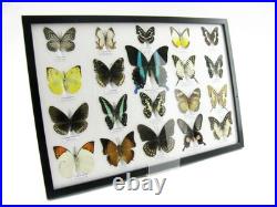 20 vrais papillons préparés comme murale vitrine taxidermie A-20-blumei-09