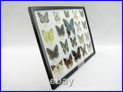 20 vrais papillons préparés comme murale vitrine taxidermie A-20-blumei-09