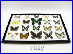 20 vrais papillons préparés comme murale vitrine taxidermie A-20-blumei-09