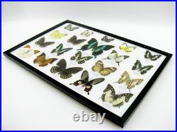 20 vrais papillons préparés comme murale vitrine taxidermie A-20-blumei-09