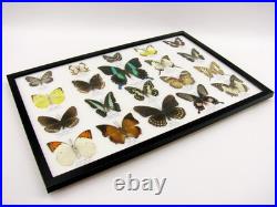 20 vrais papillons préparés comme murale vitrine taxidermie A-20-blumei-09