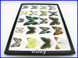 20 vrais papillons préparés comme murale vitrine taxidermie A-20-blumei-09