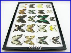 20 vrais papillons préparés comme murale vitrine taxidermie A-20-blumei-09