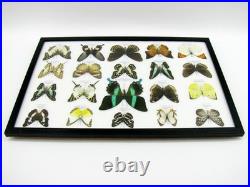 20 vrais papillons préparés comme murale vitrine taxidermie A-20-blumei-09