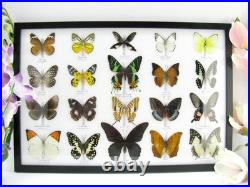 20 vrais papillons préparés comme murale vitrine taxidermie A-20-madam-01