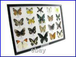20 vrais papillons préparés comme murale vitrine taxidermie A-20-madam-01