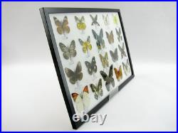 20 vrais papillons préparés comme murale vitrine taxidermie A-20-madam-01