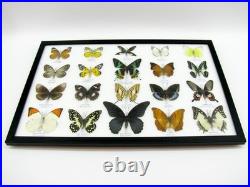 20 vrais papillons préparés comme murale vitrine taxidermie A-20-madam-01