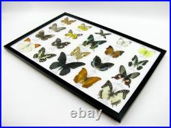 20 vrais papillons préparés comme murale vitrine taxidermie A-20-madam-01