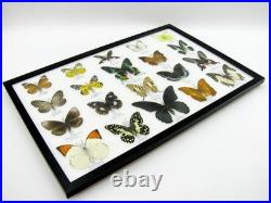 20 vrais papillons préparés comme murale vitrine taxidermie A-20-madam-01
