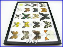20 vrais papillons préparés comme murale vitrine taxidermie A-20-madam-01