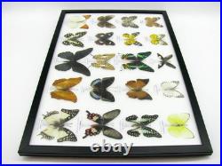 20 vrais papillons préparés comme murale vitrine taxidermie A-20-madam-01