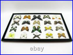 20 vrais papillons préparés comme murale vitrine taxidermie A-20-madam-01