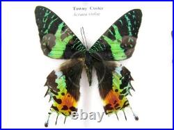 20 vrais papillons préparés comme murale vitrine taxidermie A-20-madam-01