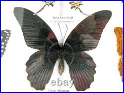 20 vrais papillons préparés comme murale vitrine taxidermie A-20-madam-01