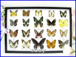 20 vrais papillons préparés comme murale vitrine taxidermie A-20-madam-05