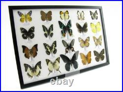 20 vrais papillons préparés comme murale vitrine taxidermie A-20-madam-05