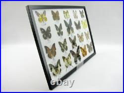 20 vrais papillons préparés comme murale vitrine taxidermie A-20-madam-05