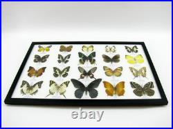 20 vrais papillons préparés comme murale vitrine taxidermie A-20-madam-05