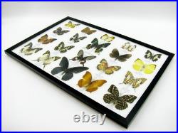 20 vrais papillons préparés comme murale vitrine taxidermie A-20-madam-05