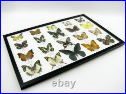 20 vrais papillons préparés comme murale vitrine taxidermie A-20-madam-05