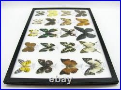 20 vrais papillons préparés comme murale vitrine taxidermie A-20-madam-05