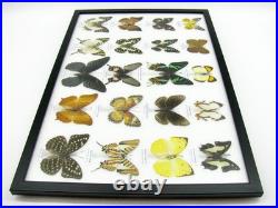 20 vrais papillons préparés comme murale vitrine taxidermie A-20-madam-05