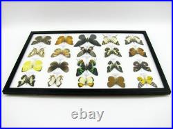 20 vrais papillons préparés comme murale vitrine taxidermie A-20-madam-05