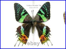 20 vrais papillons préparés comme murale vitrine taxidermie A-20-madam-05