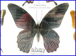 20 vrais papillons préparés comme murale vitrine taxidermie A-20-madam-05