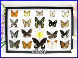 20 vrais papillons préparés comme murale vitrine taxidermie A-20-madam-12 20 vrais papillons préparés comme murale vitrine taxidermie A-20-madam-12